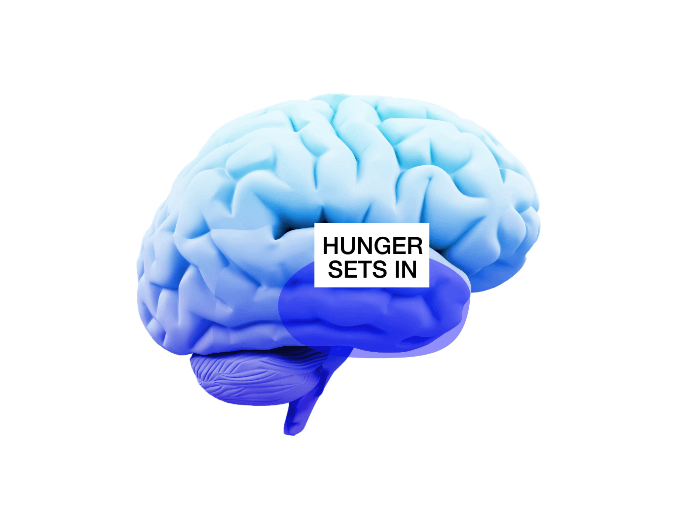 Hungry Brain